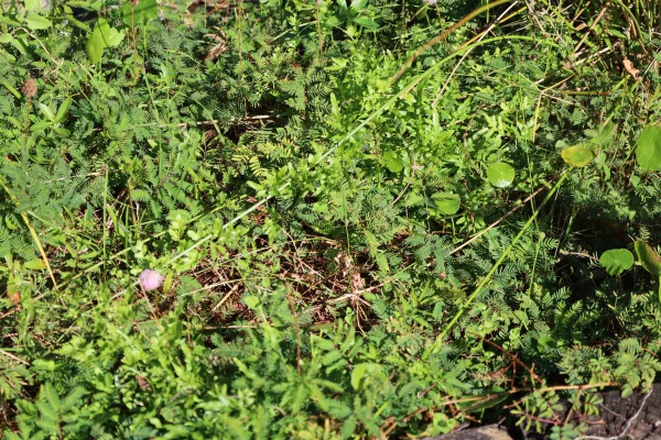Invasive Climbing Fern