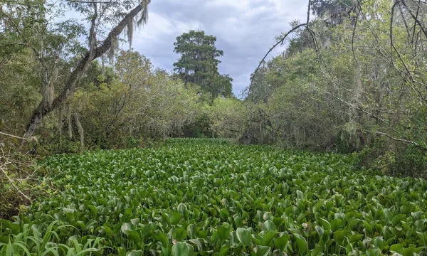 Water hyacinth is a highly invasive aquatic weed that can disrupt waterways