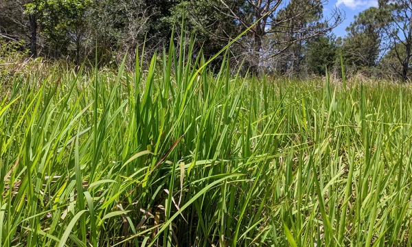 Cogon grass