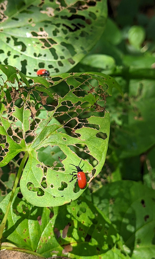 Air potato beetles feed on invasive air potato plants