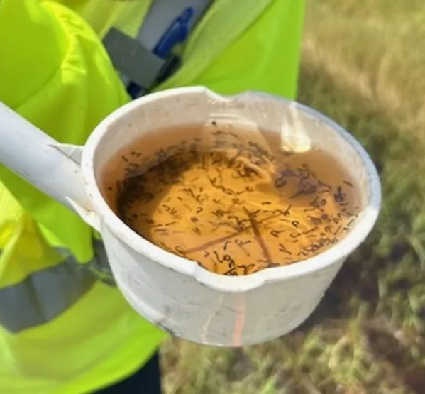 A water sample is taken in a specialized dipping cup, mosquito larvae are visible.
