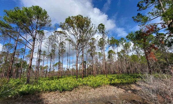 A field with Palmetto bushes and tall trees set against a bright blue cloud filled sky