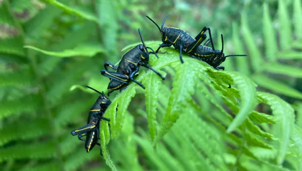 The young nymphs often make their appearance in clusters after hatching in March and April. Photo courtesy of Tia Silvasy, UF/IFAS Extension Hillsborough County.