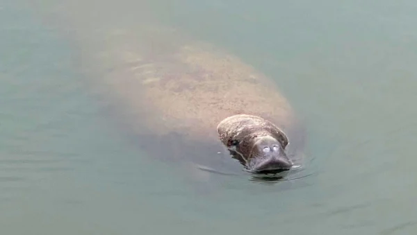 Manatee swimming in water near Apollo Beach