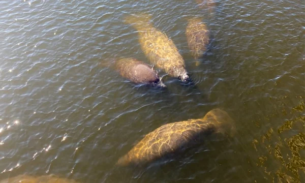 Manatees