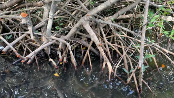 A tangle of Mangrove roots  in shallow water.