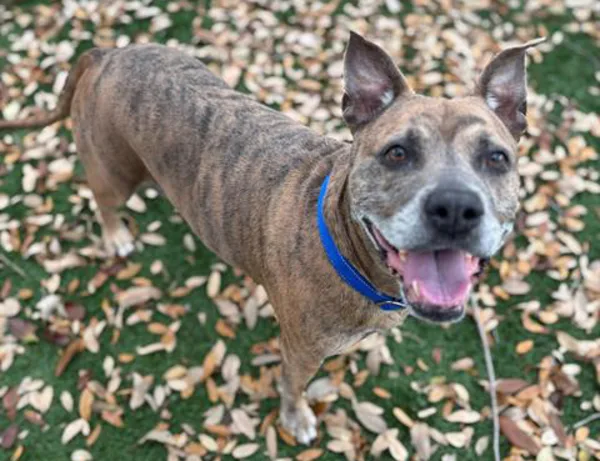 A brindle colored pitbull mix standing in leaves and grass