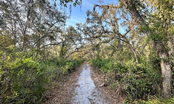A dirt bike path in the woods