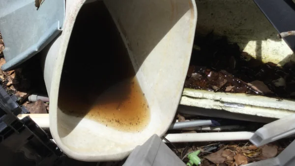 Mosquito larvae