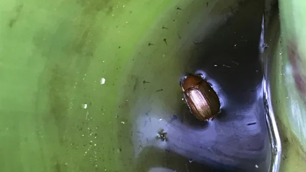 Mosquito larvae can be seen in a small amount of standing water inside the cup of a bromeliad leaf alongside a junebug.