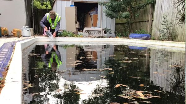 A mosquito inspector collects a water sample to check for mosquito larvae in a neglected, swampy pool.