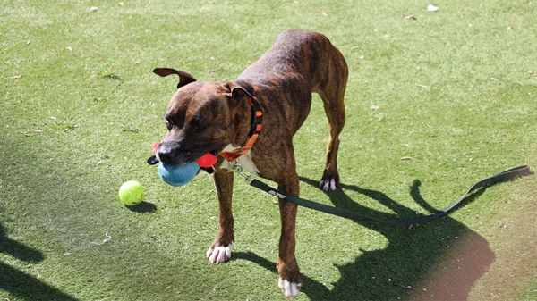 Dog with ball in mouth