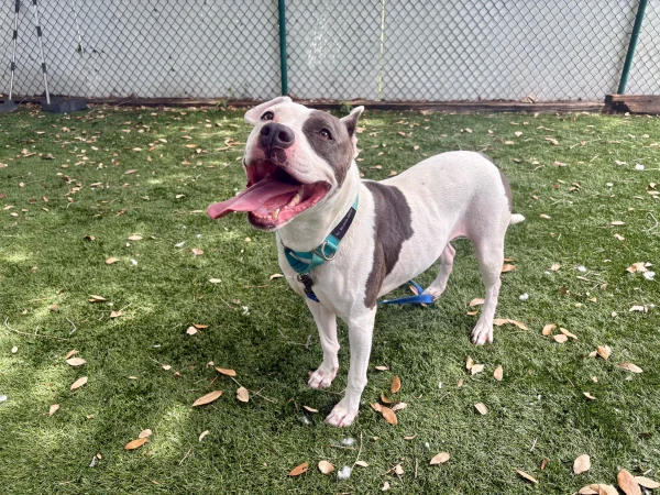 Discover all of the volunteer options at Hillsborough County's Pet Resource Center