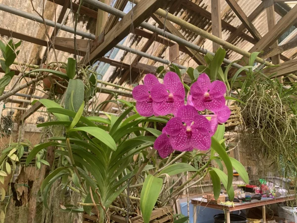 Vanda