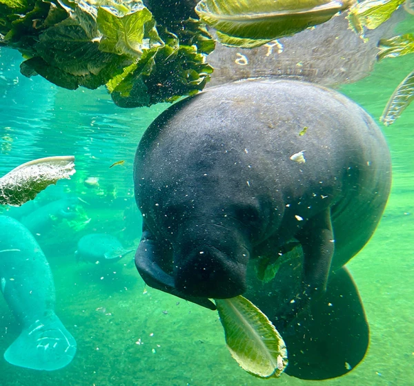 A manatee with his face looking at the camera eats romaine lettuce