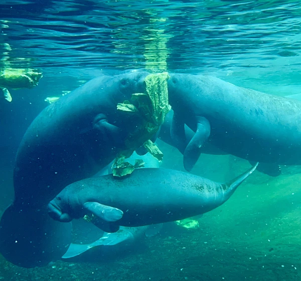 Two adult manatees and a baby manatee eating lettuce