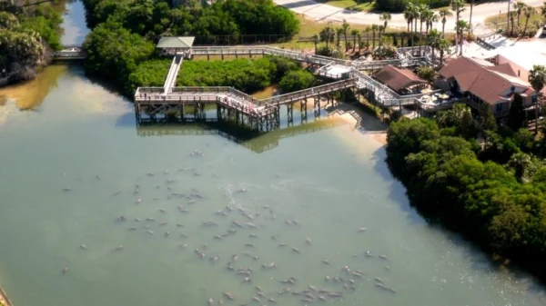 Aerial view of the TECO Manatee Viewing Center - shows dozens and dozens of manatees in the water