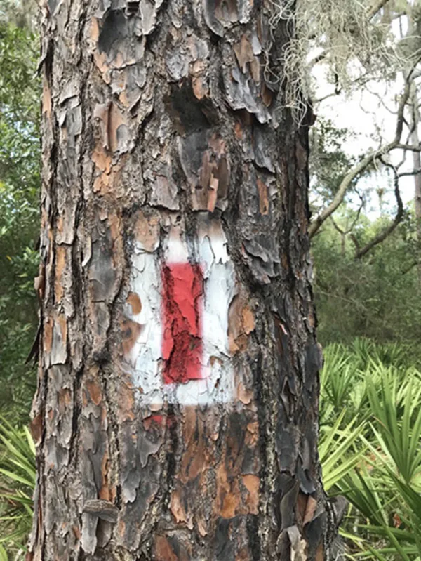 A red and white blaze painted on a tree to mark a trail path at a nature preserve