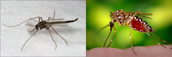 Midge (left) vs. mosquito (right)