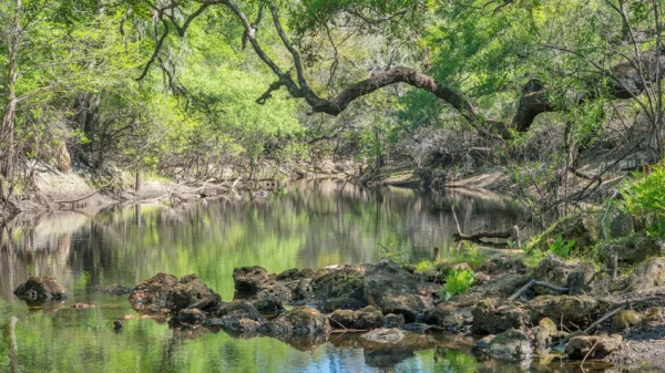 Trees and a bank along the water at the Lower Green Swamp nature preserve