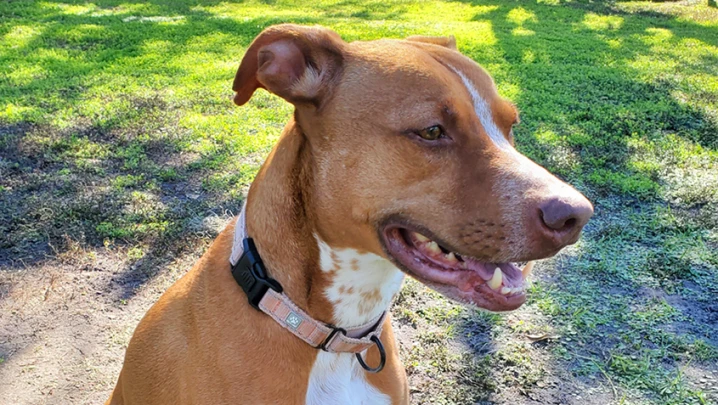 American pit bull terrier mix