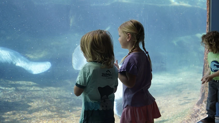 Two kids are staring at manatees through the glass