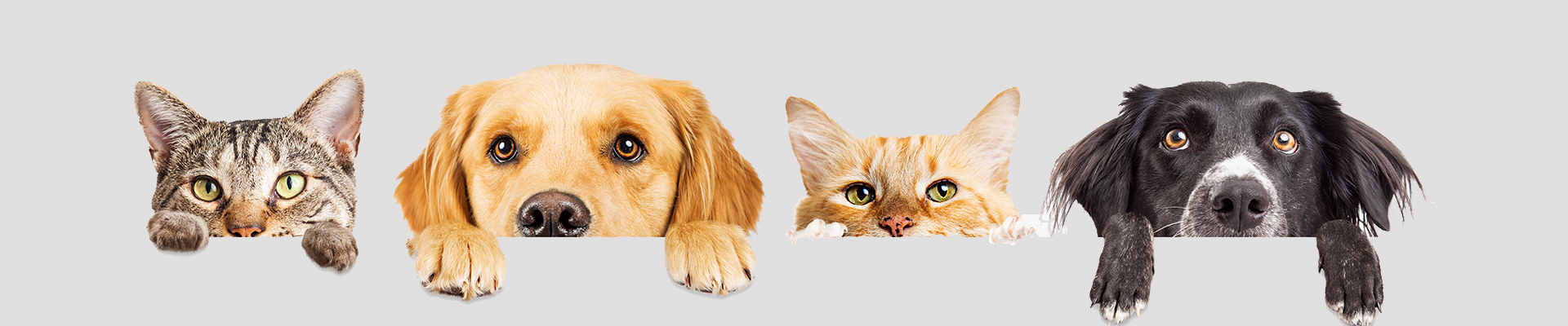 Hillsborough County Pet Resource Center