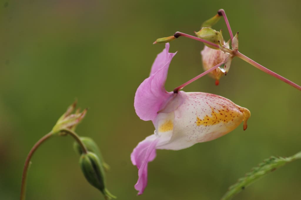 Valley of Flowers