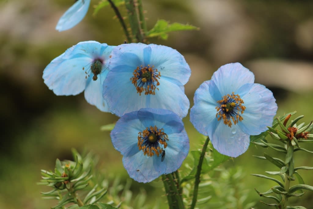 Valley of Flowers Trek