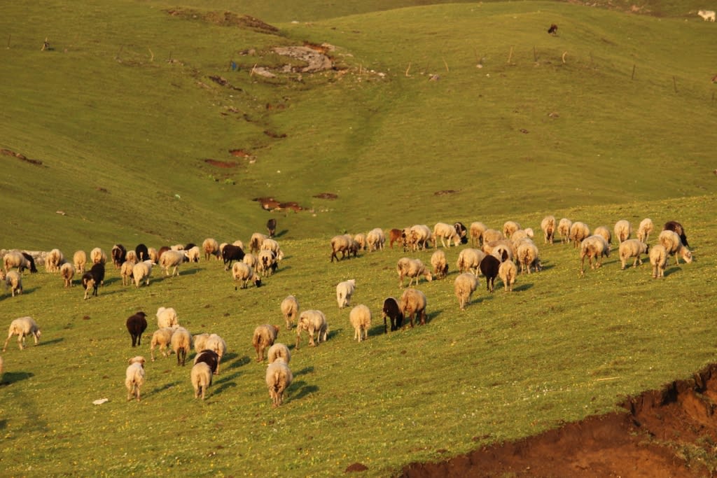 Bedni Bugyal Trek