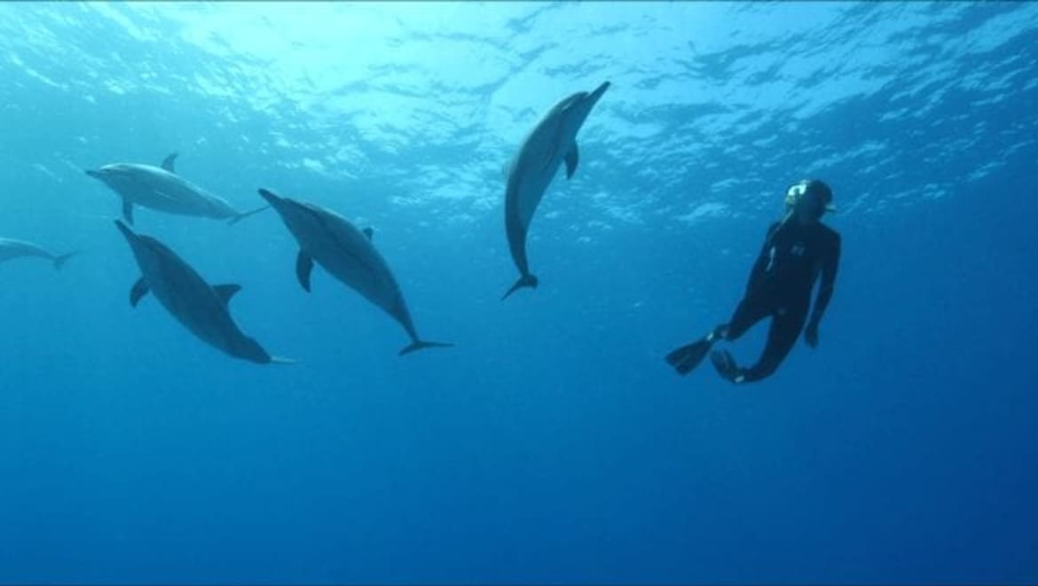 Wild Dolphins with Eliza | hawaiianrecovery.com