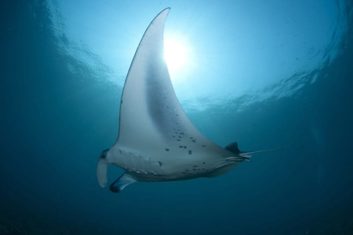 Whether or not you’ve gone snorkeling or diving before, swimming with manta rays in Hawaii is a unique experience. Why? Because most tours happen at night! Exploring hawaii swimming with manta rays