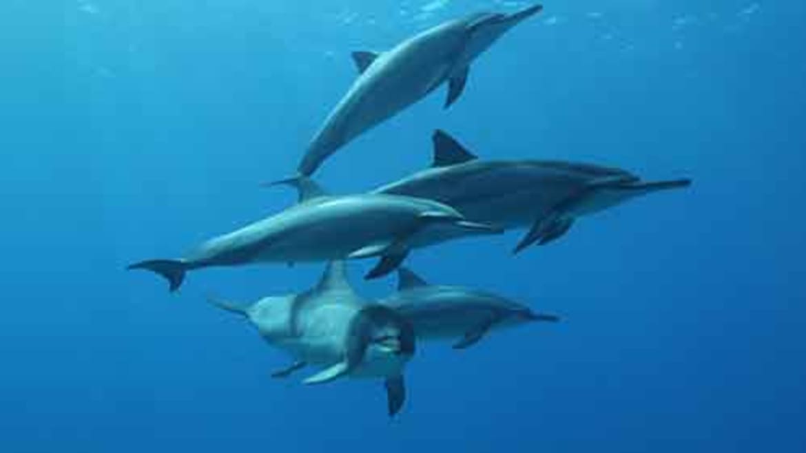 Hawaii Island Recovery approaches addiction as an affliction affecting body, mind and spirit. Beautiful wild dolphins