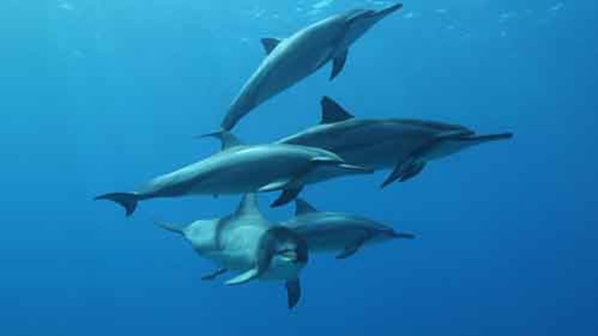 Beautiful wild dolphins