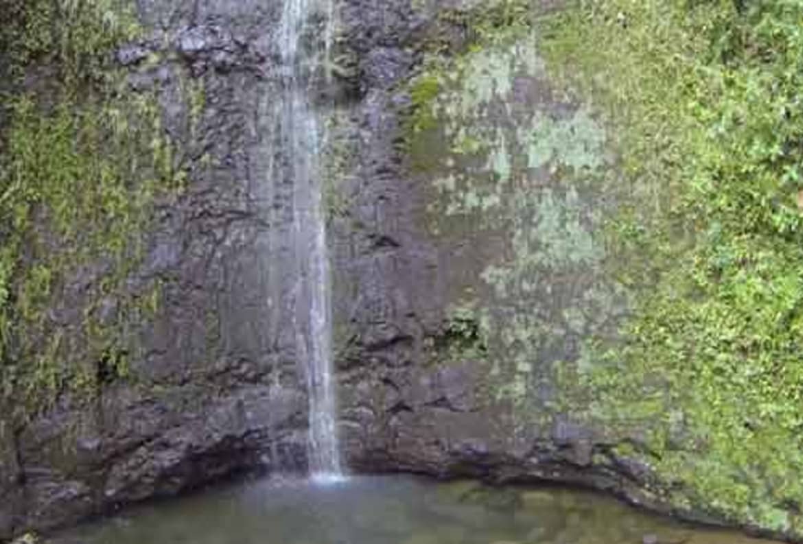 Manoa Falls is your reward for completing one of the more popular hikes on Oahu. Manoa falls in hawaii