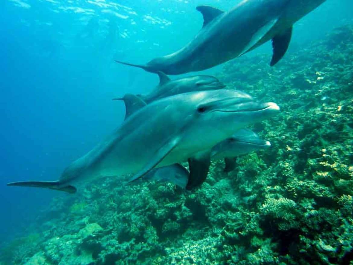 I enjoyed participating in all the activities, but the obvious best was dolphin therapy. Swimming with dolphins was surreal, serene and exhilarating. It provided a sense of mental clarity that was extremely helpful when examining my recovery and life in general. Swimming with dolphins was surreal