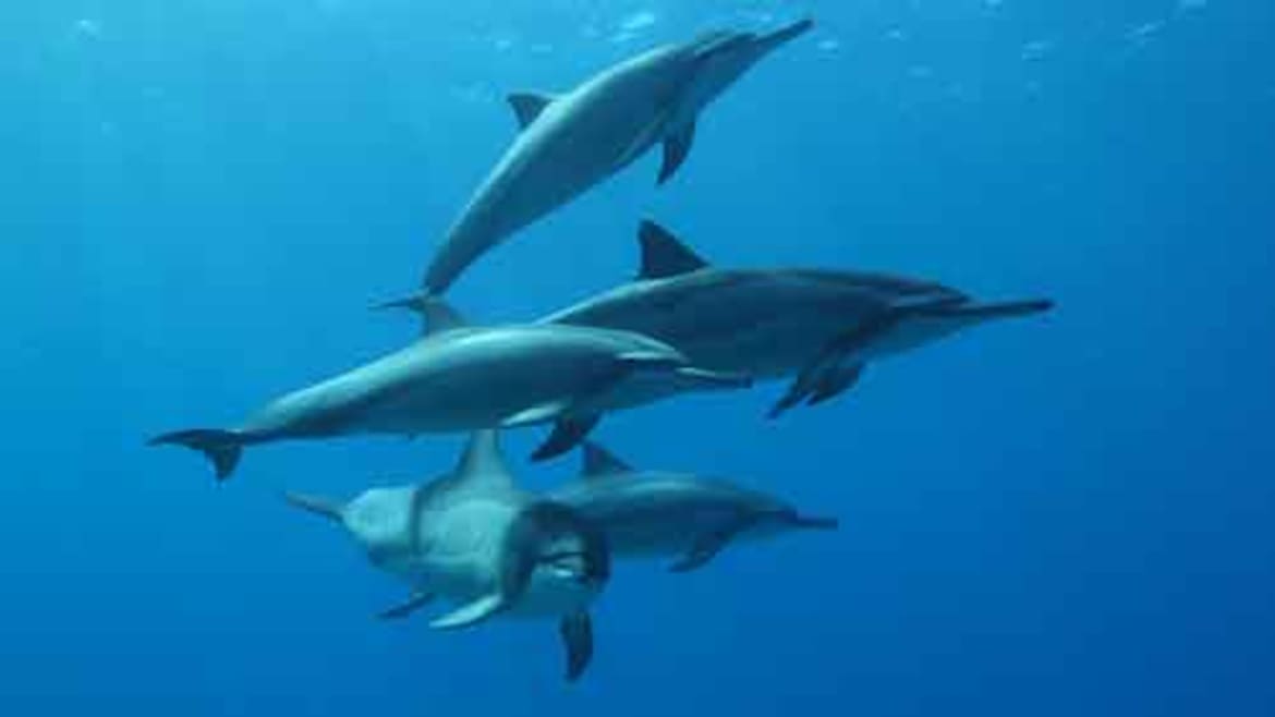 Clients are usually surrounded by dolphins Group of spinner dolphins