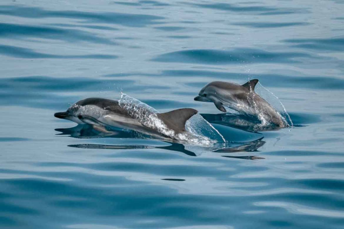 Addiction treatment facilities around the country use AAT to treat substance use and other mental health disorders. Animal Assisted Therapy With Dolphins