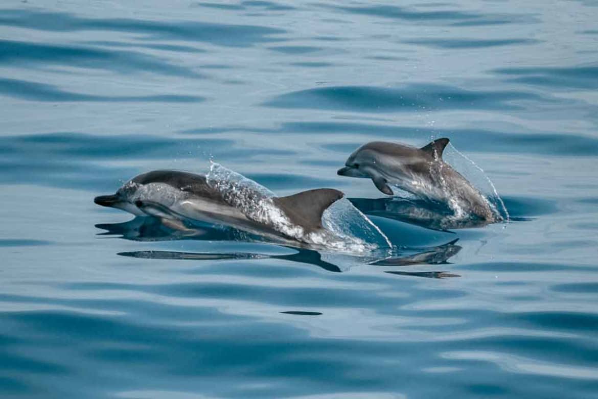 Animal Assisted Therapy With Dolphins