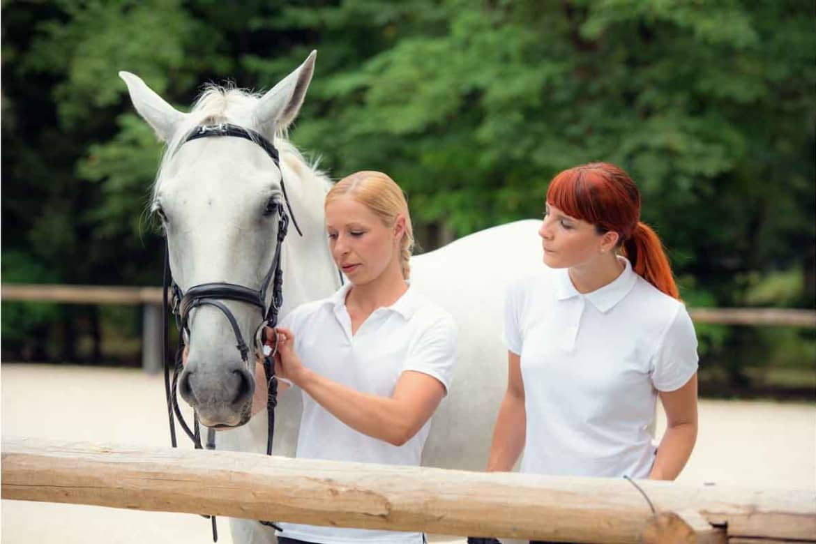 How animal assisted therapy works