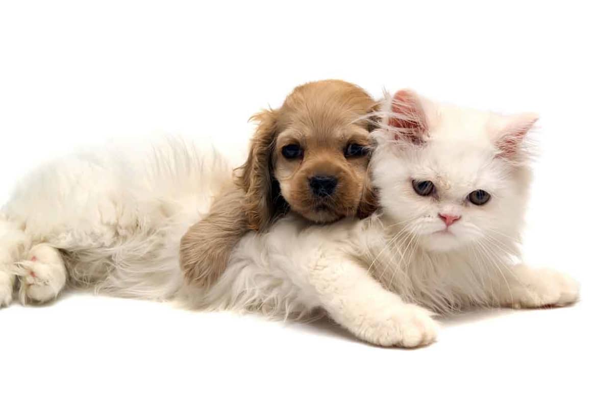A variety of animals have been used to work with people in therapeutic environments over the years. What Kinds of Animals Can be Therapy Animals