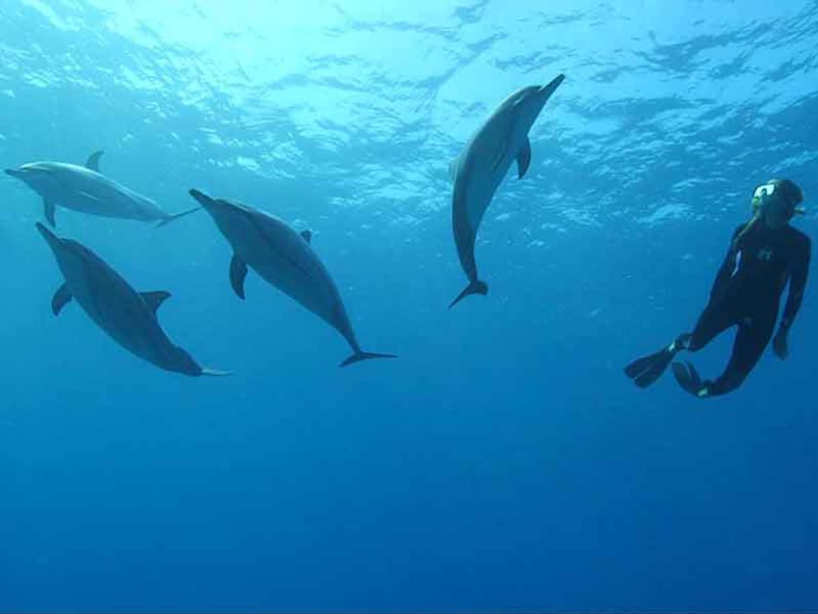 Hawaii Island Recovery approaches addiction as an affliction affecting body, mind and spirit. Wild dolphin assisted psychotherapy at hawaii island recovery