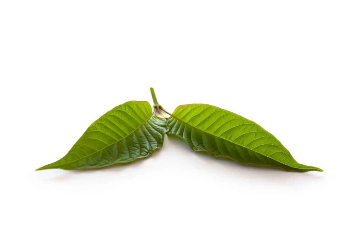 Kratom has varying effects depending on how a person uses it and how much of the drug they use. Effects of Kratom