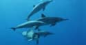 12 Facts You Don’t Know About Hawaii’s Dolphins