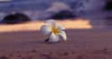 Transform Your Life with Evidence-Based Treatment at Hawaii Island Recovery