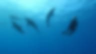 Wild Dolphins with Eliza | hawaiianrecovery.com