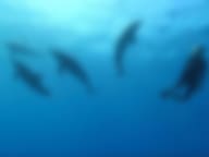 Wild Dolphin Assisted Psychotherapy at Hawaii Island Recovery