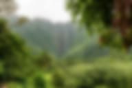 A man contemplates the Hawaiian nature while going through outpatient drug treatment