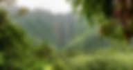 A man contemplates the Hawaiian nature while going through outpatient drug treatment