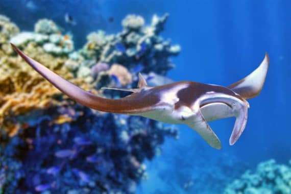 Manta Rays in Hawaii